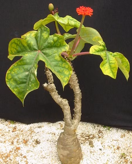 Tuy là loài cây cảnh đẹp nhưng mọi người cần lưu ý bởi quả ngô đồng cảnh chứa các chất độc gây chóng mặt và buồn nôn. (Nguồn Baomoi)