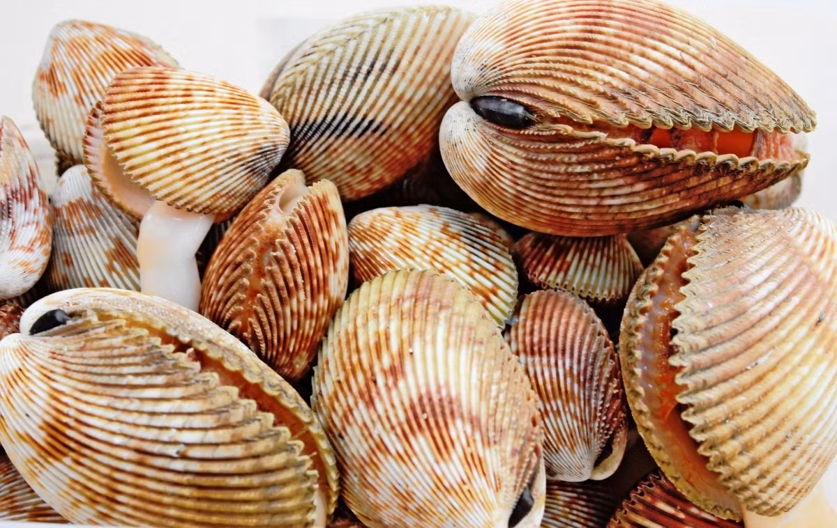 Thức ăn chủ yếu của sò dương là mùn bã hữu cơ và sinh vật phù du. (Ảnh Haisansachphanthiet)