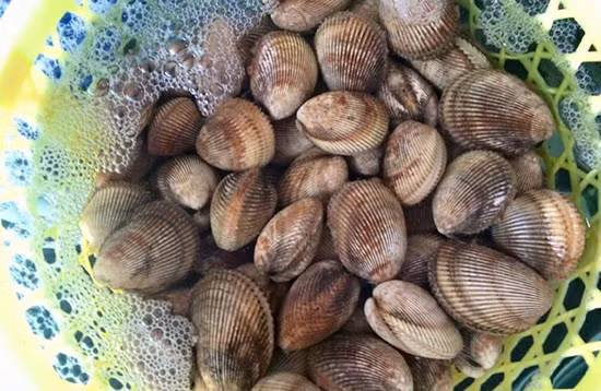 Sò dương có hình dáng khá giống sò lông, tuy nhiên, sò dương ít lông hơn và có kích thước lớn hơn, có con có kích thước lớn hơn cả lòng bàn tay. (Ảnh Hieuhaisan)