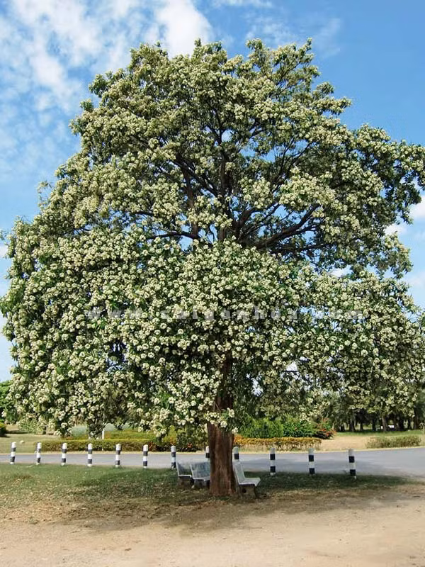 Hoa sữa thường được trồng làm cây bóng mát. Gỗ của loài cây này còn được dùng để đóng một số đồ gia dụng. Ảnh Saigonhoa.