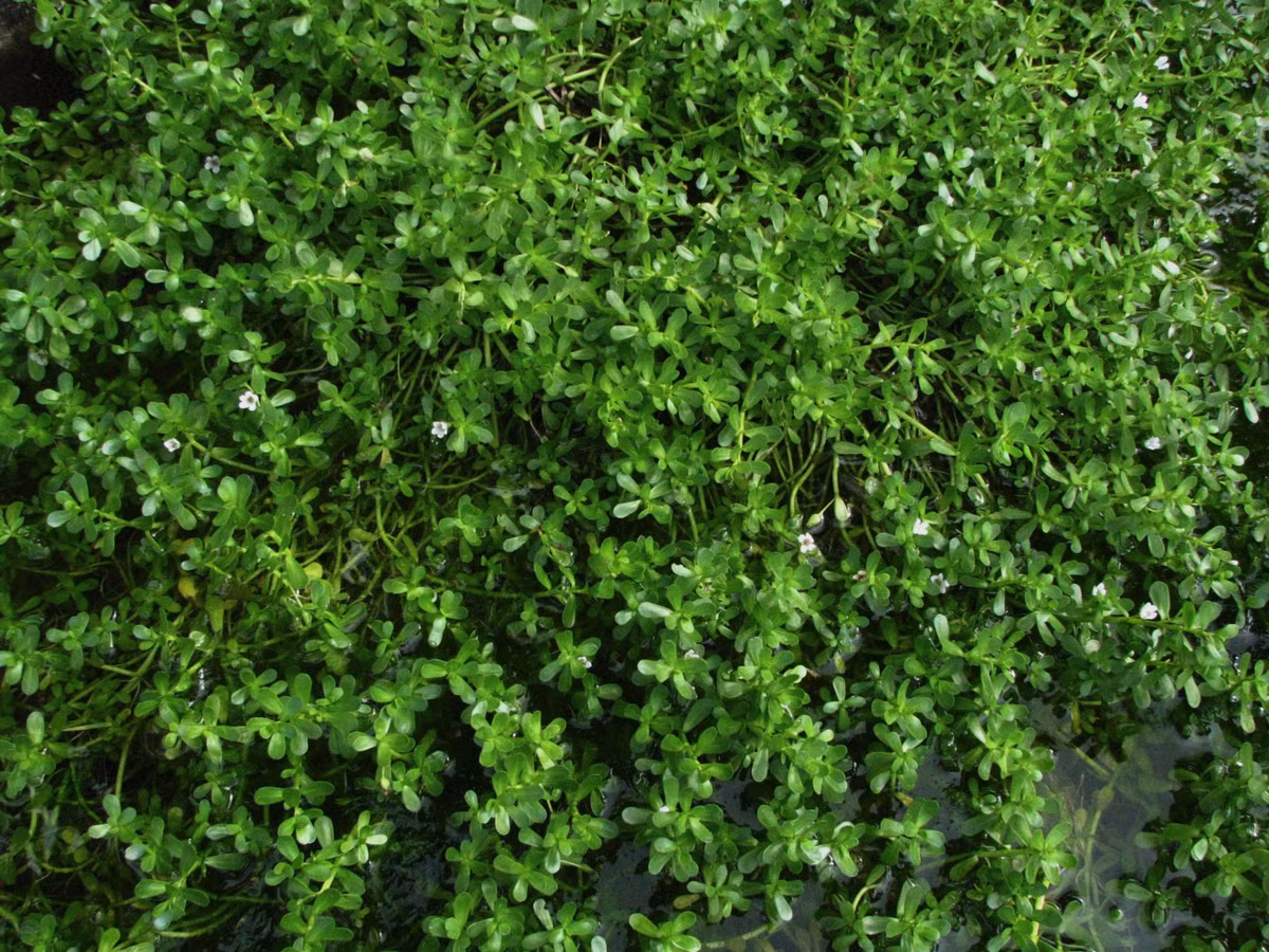 Cây rau đắng chứa nhiêu chất xơ và hàm lượng vitamin C khá cao. Loại cây này có thể thu hái quanh năm. (Nguồn Ydvn)