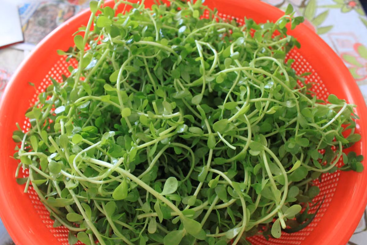 Ở nước ta, cây rau đắng mọc nhiều ở nhiều tỉnh ở miền Nam Bộ và Nam Trung Bộ. Rau đắng được trồng bằng hạt và cây con, thu hái vào mùa xuân và hạ. (Nguồn Agarwood) 