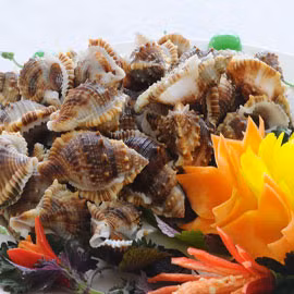 Ốc sư tử thường sống theo từng đàn. Mặc dù vậy, hiện nay số lượng ốc sư tử ngày càng ít do ngư dân đánh bắt ngày càng nhiều. (Ảnh Haisanviet)