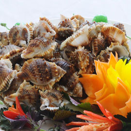 Ốc sư tử thường sống theo từng đàn. Mặc dù vậy, hiện nay số lượng ốc sư tử ngày càng ít do ngư dân đánh bắt ngày càng nhiều. (Ảnh Haisanviet)