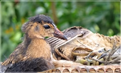 Trên thế giới, chim cúm núm phân bố ở Nhật Bản, Ấn Độ, Indonesia, Pakistan, Sri Lanka, Nam Trung Quốc. (Ảnh Amthuc365)