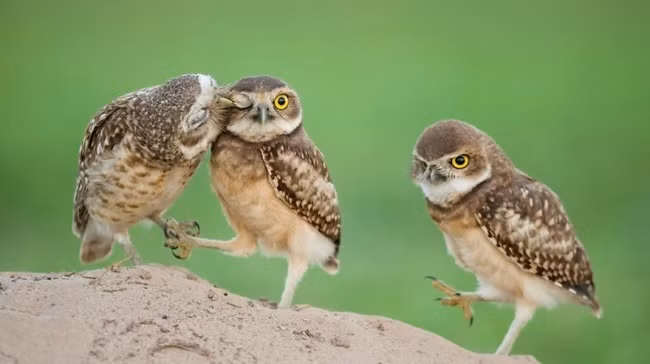 Thể hiện tình cảm một cách công khai trước "đối thủ".