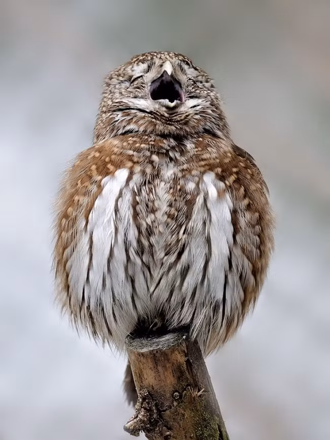 Cười một cách sảng khoái.