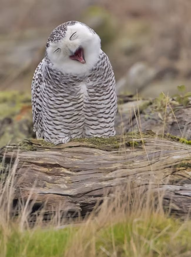 Đôi khi chúng tỏ ra khá hài hước và vui nhộn.