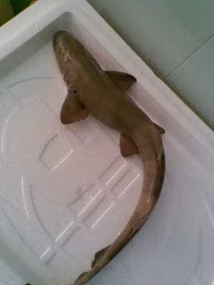 Thịt cá nghéo rất giàu dinh dưỡng nên các món ăn chế biến từ cá nghéo cũng có tác dụng tẩm bổ rất tốt đối với sức khỏe. (Nguồn Googleusercontent)