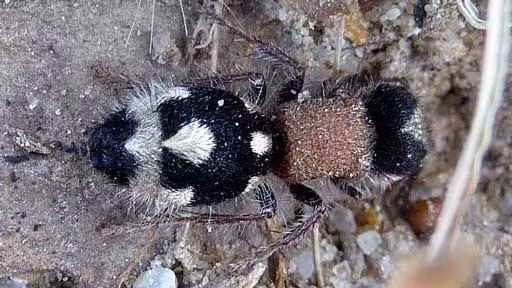 Đặc biệt, kiến gấu trúc sở hữu những cú đốt vô cùng đau đớn, chính vì vậy mà nó được mệnh danh là “sát thủ bò”. (Ảnh Roaring)