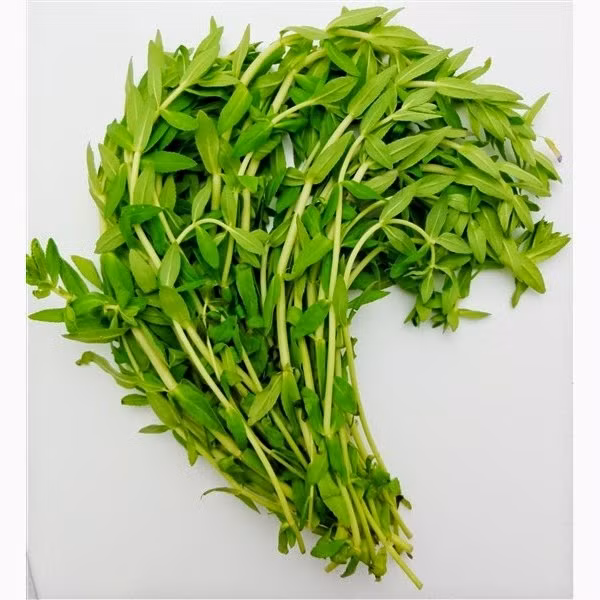 Rau ngổ chứa nhiều dưỡng chất cần thiết, trong đó có vitamin B, vitamin C, caroten, tinh dầu, các chất kháng viêm và kháng khuẩn. (Nguồn Googleusercontent)