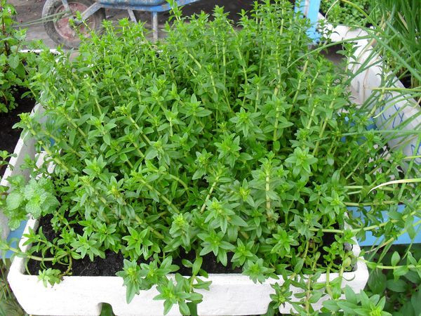 Sự thật thú vị về cây rau ngổ quen thuộc | Báo Tri thức và Cuộc sống ...
