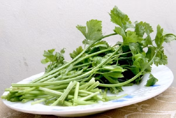  Cây cần tây là một loại rau ăn phổ biến ở Việt Nam và ở nhiều nước trên thế giới. Loại rau này thường phát triển xanh tốt vào mùa rét. (Nguồn Ancungruavang)