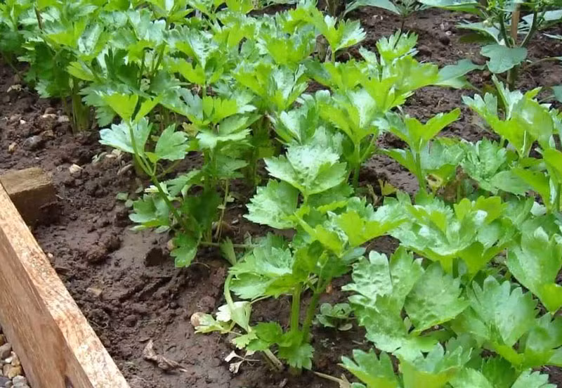 Rau cần tây rất dễ trồng, có thể sống trên nhiều loại đất khác nhau. (Nguồn Khoahocphattrien)