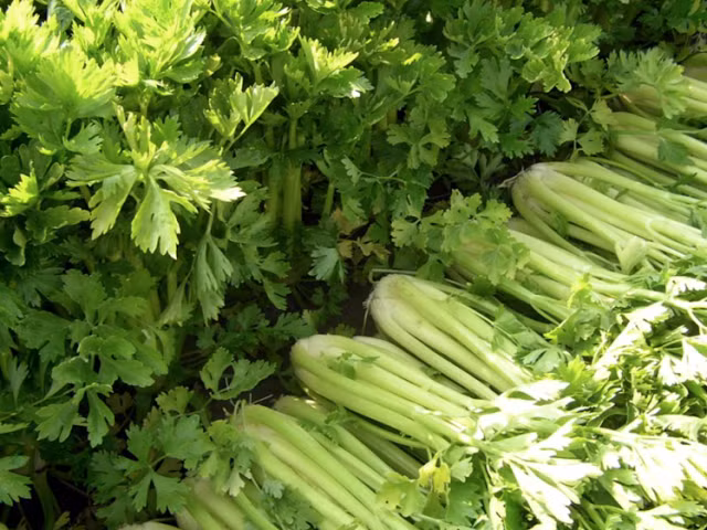 Mặc dù vậy, cần tây được xếp vào loại cây gây dị ứng, vì vậy những người dễ bị hội chứng dị ứng miệng nên cẩn trọng khi sử dụng loại rau này. (Nguồn Blogspot)