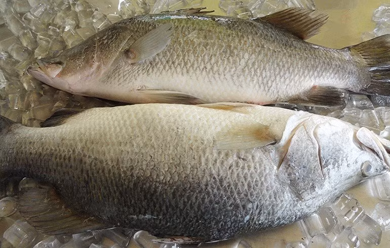 Thức ăn của cá chẽm chủ yếu là các động vật sống với kích thước nhỏ. (Nguồn 24hseamart)