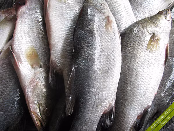 Vì vậy, cá chẽm phù hợp cho cả người lớn và trẻ em. Cá chẽm còn rất thích hợp chữa một số chứng bệnh như đái tháo đường, sinh lý yếu, tăng huyết áp...(Nguồn Haisanphuquoc)