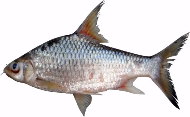 Cá duồng bay hay còn gọi là cá duồng xanh, có thân xanh, dẹp bên, lưng sẫm, bụng bạc trắng. (Ảnh Dongnaireserve)