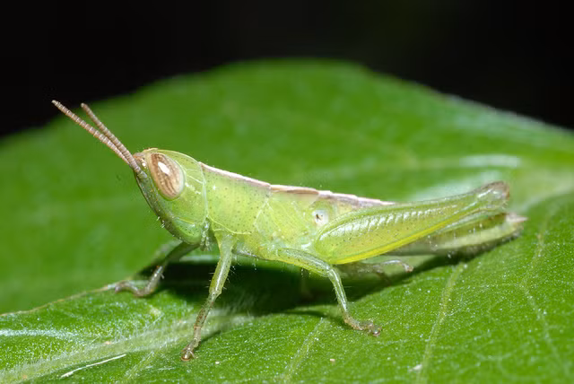  Cào cào lúa sống ký sinh chủ yếu trên cây lương thực như cây lúa, cây bắp, cây mía. Loài côn trùng này phá hoại nhiều cây trồng nhiều nước trên thế giới như châu Á, Nhật Bản, Ấn Độ, Malaysia,...(Nguồn Flickr) 