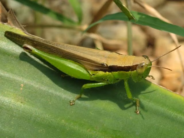 Cào cào lúa xuất hiện nhiều ở lúa đông xuân. Để phòng trừ loài côn trùng gây hại này, cần vệ sinh đồng ruộng, phát hoang cây cỏ bụi rậm, dùng vợt bắt hoặc dùng thuốc trừ sâu. (Nguồn Vanhocnghethuathatinh)