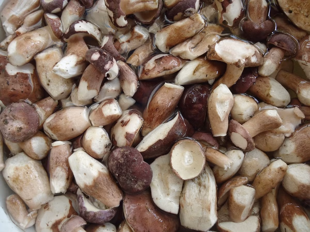 Đặc điểm của nấm tràm là có vị đắng và không có cách nào làm hết được vị đắng này. Đặc biệt, vị đắng này lại có tác dụng thanh nhiệt, giải độc. (Nguồn Blogspot)