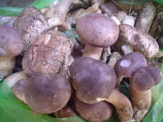 Ngoài Phú Quốc, nấm tràm còn có nhiều ở Thừa Thiên Huế, Quảng Bình. (Nguồn Dacsanngon)