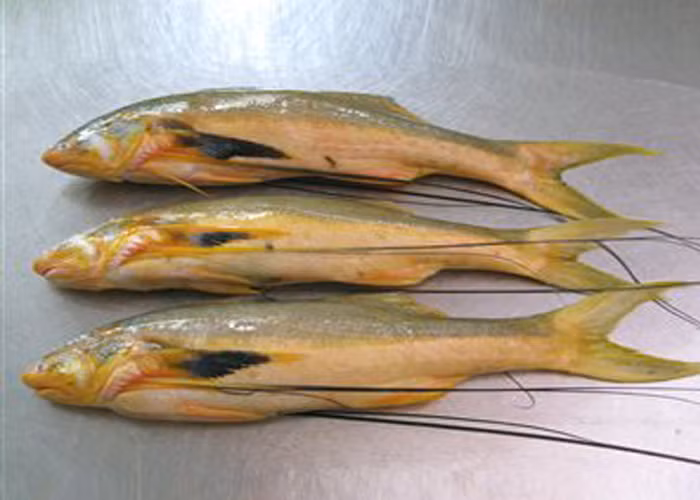 Một số loài cá phèn phổ biến ở Việt Nam là cá phèn hồng, cá phèn sọc đen, cá phèn một sọc, cá phèn khoai. (Ảnh Myducbinhdien)