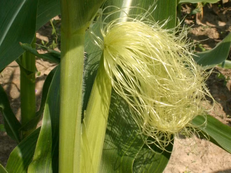 Ngoài ra, râu ngô và bắp ngô còn là vị thuốc đa năng, có nhiều công dụng với sức khỏe như phòng chữa bướu cổ đơn thuần và sốt rét, đái tháo đường, bệnh tim mạch, tiêu hóa, giúp bổ thận. (Nguồn Blogcaycanh)