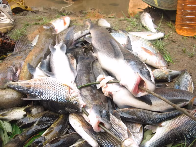 Cá dầm xanh thuộc họ cá chép và di cư theo mùa. Đặc biệt, cá có ruột rất dài, gấp 10 lần chiều dài của thân. (Ảnh Photobucket)