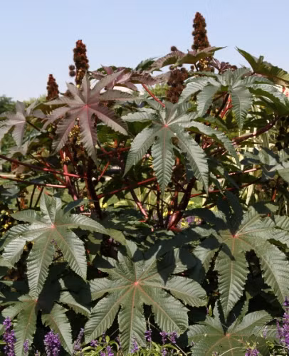 Thậm chí, có người đã tử vong trong vòng một tuần vì hít phải khói đốt lá vườn có chứa cây thầu dầu. (Nguồn Photobucket) 