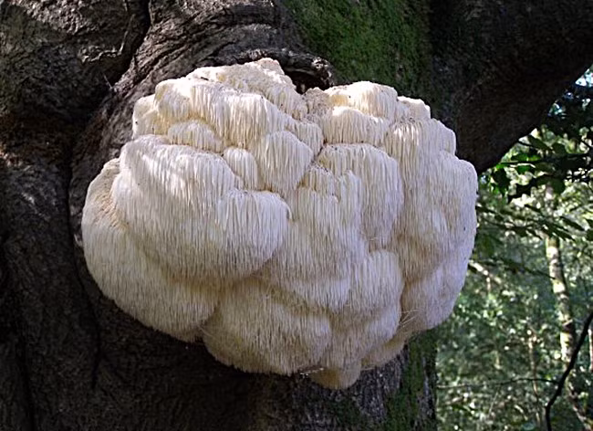 Nấm bờm sư tử có rất nhiều công dụng với sức khỏe như tăng cường sức đề kháng, tốt cho não bộ,...(Ảnh Amazonaws)