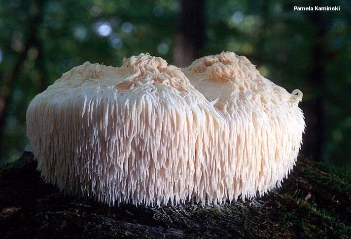 Từ hàng ngàn năm trước, nấm bờm sư tử là món ăn chỉ dành cho hoàng tộc ở một số nước châu Á như Hàn Quốc, Trung Quốc, Nhật Bản. (Ảnh Dongtrunghathaononglam)