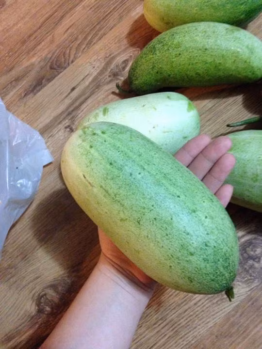 Dưa mèo chỉ mua được trong vòng hai đến ba tháng từ tháng 6 đến tháng 8 hằng năm. Giống dưa này được người dân tộc Mông trồng xen với cây ngô, lạc, lúa trên nương của họ. (Nguồn Imgur)