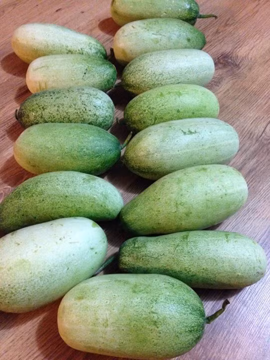 Dưa mèo không chỉ được sử dụng để chế biến các món ăn mà còn được nhiều chị em phụ nữ sử dụng để làm mặt nạ đắp mặt dưỡng ẩm cho da. (Nguồn Imgur)