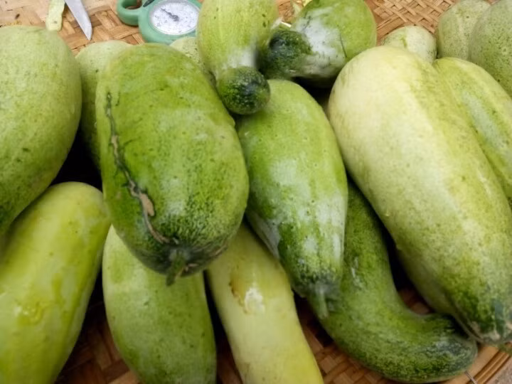 Người Mông trồng cây dưa mèo thậm chí còn không cần làm giàn cho dưa leo mà dưa bò tự do trên trên mặt đất nương, trên các mỏm đá…(Nguồn Webgiasi)