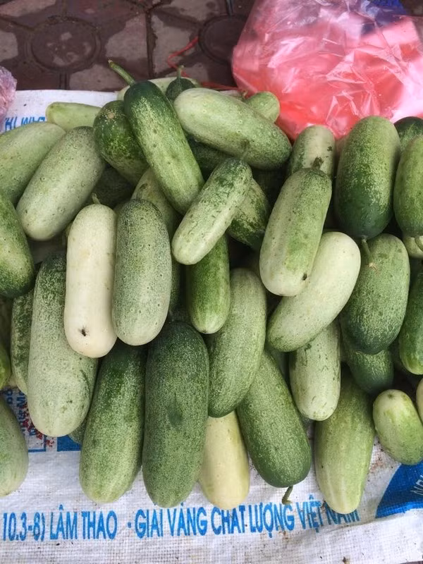 Ngày xưa, giống dưa mèo được bà con trồng và đem đi lên nương rẫy để ăn khi đi làm. Còn ngày nay, bà con còn thu hoạch để bán cho khách du lịch. (Nguồn Photobucket)