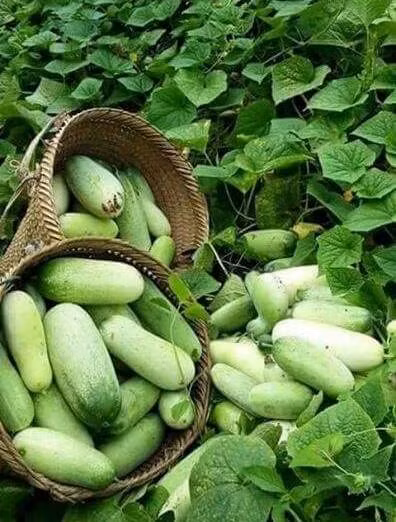 Dưa mèo là cách gọi thông thường của người dân ở Lai Châu về một loại dưa do người dân tộc Mông có vỏ nhìn giống hệt với quả dưa chuột. Tuy nhiên, quả dưa mèo có ruột đặc, cùi dày, ăn giòn và ngọt mát. (Nguồn Hstatic)