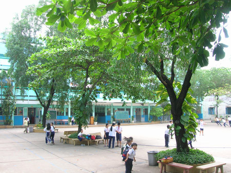 Cây bàng là loại cây thân gỗ lớn, có thể mọc cao tới 35m. Tán lá mọc thẳng, lá chuyển sang màu đỏ trước khi rụng, hoa có trắng hơi xanh, không có cánh hoa. (Nguồn ảnh: Blog cây cảnh)