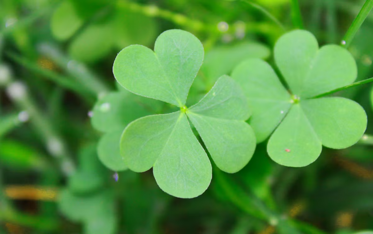 Cỏ ba lá có thể luộc 10 -15 rồi ăn. Hoa khô và hạt trong quả có thể chế biến thành bột có giá trị dinh dưỡng và trộn lẫn với các thức ăn khác. Hoa khô cũng có thể hãm uống như chè, có tác dụng thải độc, dưỡng da rất tốt. (Nguồn Hinhnendep)