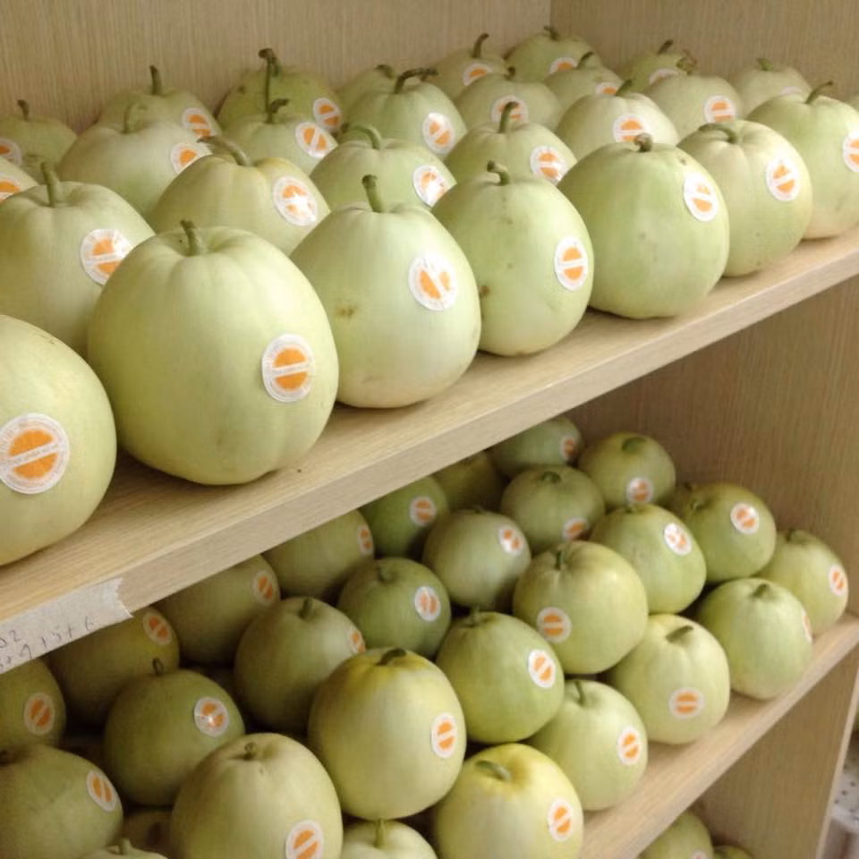 Nhiều người khi ăn dưa lê thường bỏ hạt nhưng thực tế thì hạt dưa lê có nhiều lợi ích cho sức khỏe mà bạn chưa biết. Hạt dưa lê giàu protein, axit béo omega-3 tốt cho tim mạch, ngăn ngừa tiểu đường. (Nguồn Vietq)