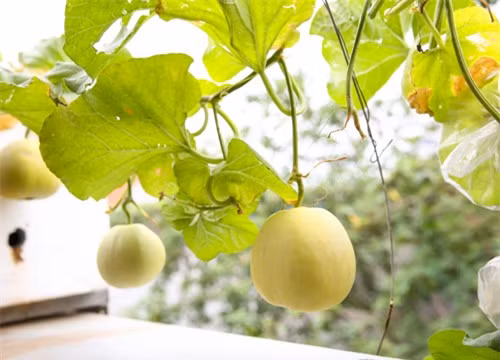 Bạn cũng chỉ mua dưa lê những ngày nắng, tuyệt đối không mua sau những ngày mưa nhiều vì hầu hết dưa sẽ rất nhạt. (Nguồn Alobacsi)