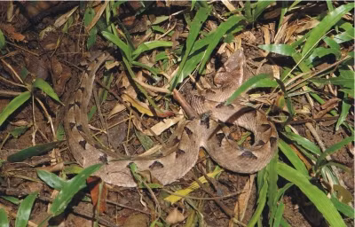 Dieu it biet ve ran cham quap co doc cua Viet Nam-Hinh-9