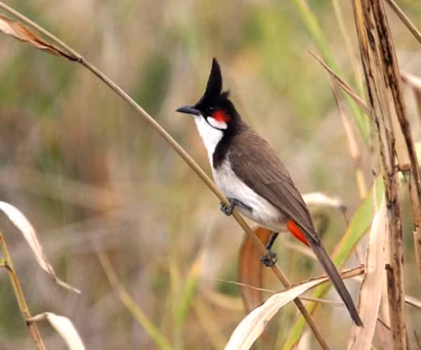 Ở Việt Nam, chào mào còn được biết đến với những tên gọi khác như bông lau, cành cạch, hoành hoạch mồng, chóp mũ đỏ, đít đỏ.