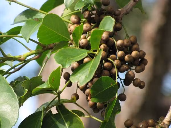 Cây cơm nguội là loài cây chịu hạn khá tốt và có sức sống rất bền bỉ. Cây có tuổi thọ lên tới hàng trăm năm. (Ảnh Trungtamduoclieu)