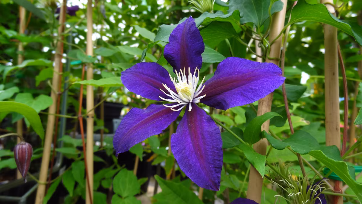  Hoa ông lão là loài cây dây leo có nguồn gốc từ Trung Quốc. Loài hoa này có hai loại là cánh đơn và cánh kép. (Nguồn Blogspot)