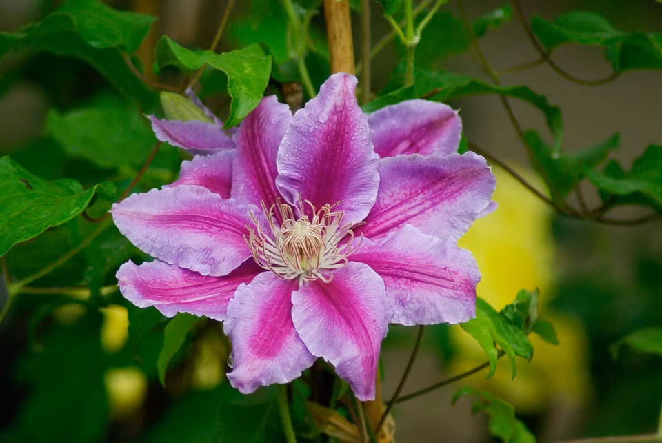 Ít người biết rằng, đã từng có thời gian hoa ông lão bị xem là tượng trưng cho sự lừa lọc và dối trá. (Nguồn Pixabay) 