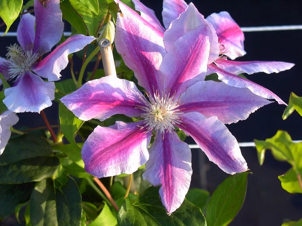 Trên thế giới, hoa ông lão còn phân bố ở Lào, Ấn Độ, Nam Trung Quốc. (Nguồn Phunutoday)