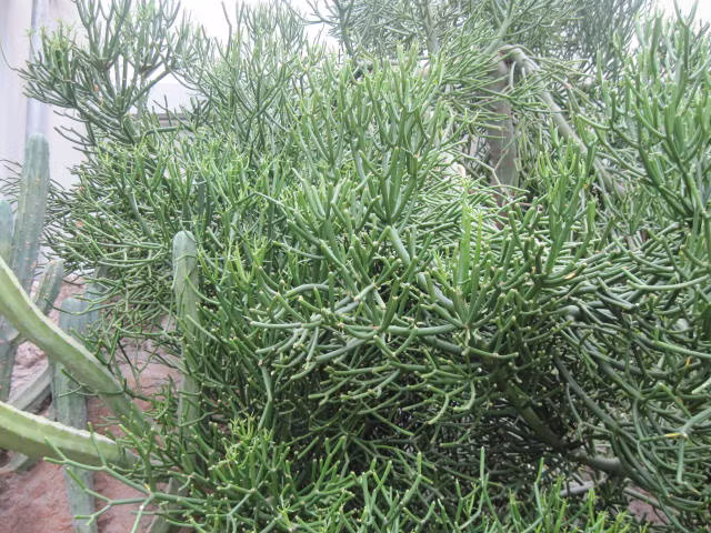 Cây bút chì có thể cao tới 7,6m. Cây có thể sống trong nhiều môi trường khác nhau, từ đồi cỏ, núi cho đến các bờ sông. (Nguồn Greenarchitecture)