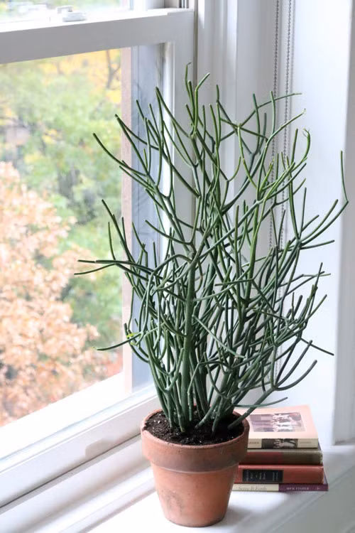 Cây bút chì dễ sống, mọc hoang ở nhiều nơi. Ở vùng nông thôn, người ta thường bắt gặp cây bút chì được trồng làm hàng rào. (Nguồn Blogcaycanh)