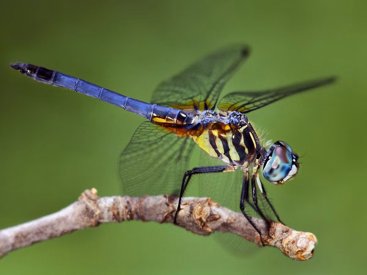 Đôi mắt chuồn chuồn được ghép bởi 300.000 vật kính trong mỗi con mắt, giúp tầm nhìn của nó lên đến 360 độ. Vì vậy mà chuồn chuồn có thể nhìn thấy bất kỳ vật gì ở bất cứ góc độ nào. (Nguồn Vanvat)